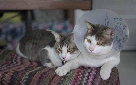 小猫感冒了怎么办,如何预防猫咪感冒