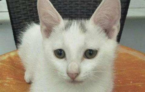 刚出生的小猫嗜睡不吃奶什么原因