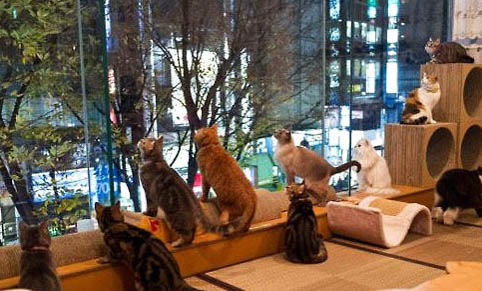 猫咪吐了黄水怎么办