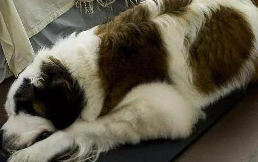 狗狗产后缺钙抽搐多久致死啊