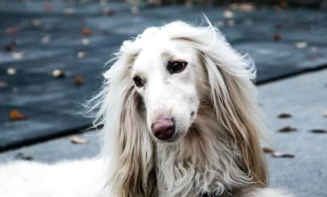寻血猎犬坐着睡觉的原因