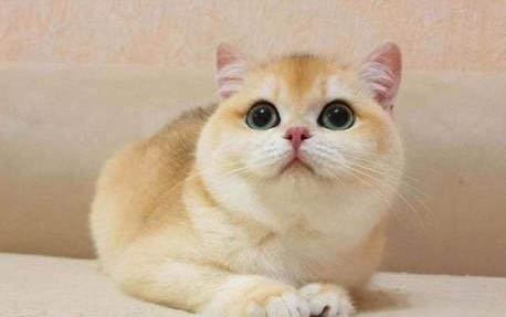 猫咪为什么吃到虾皮啊