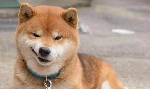 土狗出售100元一只