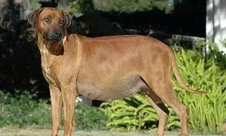 狗狗益生菌哪个牌子好