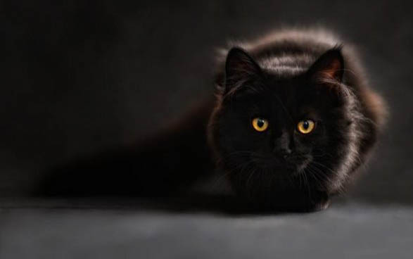 小猫多大才能离开母猫送人