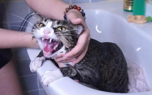 请问猫咪呕吐的原因及处理方法?