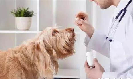 狗感冒打消炎药吐怎么回事
