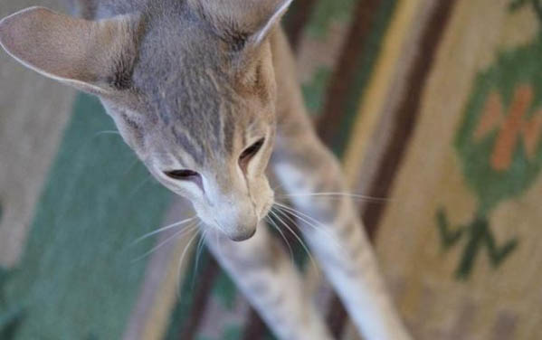 猫下巴长猫藓怎么办