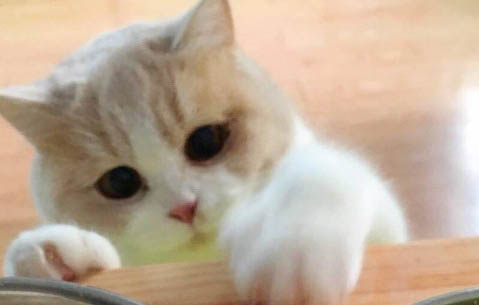 把两只猫放家里十天可以吗