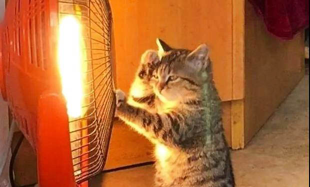猫咪做完绝育后注意事项