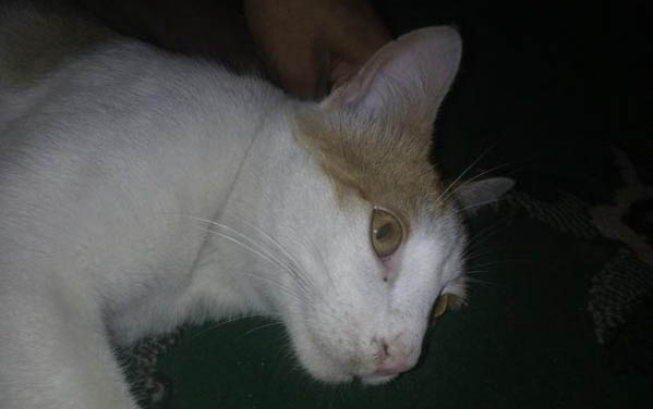 怎么办理猫咪飞机托运