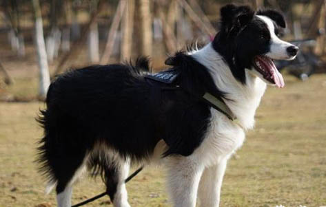 纯种边境牧羊犬辨别方法