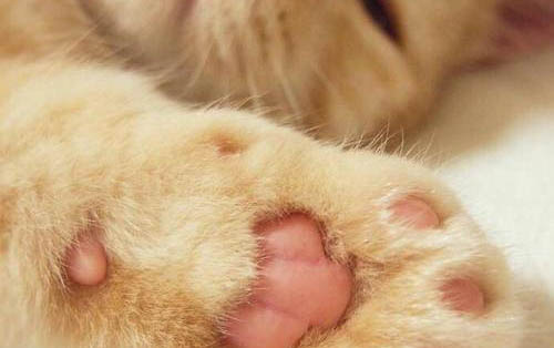 猫体温低就没救了吗