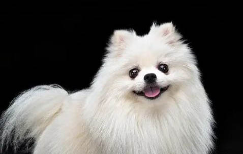 博美犬性格特点