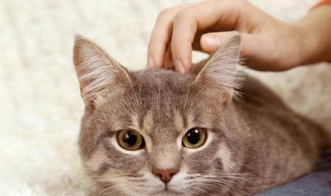 猫咪感染疱疹病毒病程多久