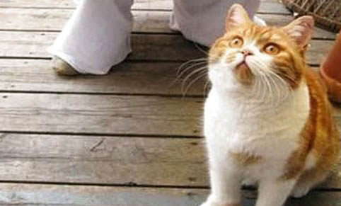 猫的粘人程度排名