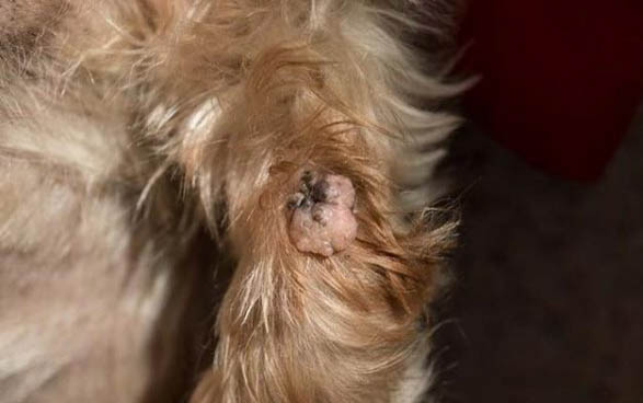 狗狗情绪低落不爱动