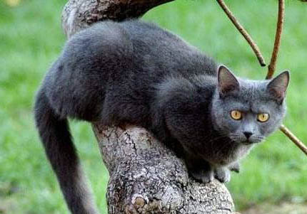 如何让猫咪晚上不闹腾