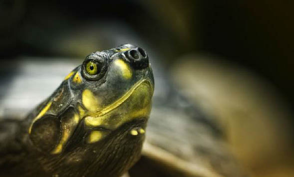 巴西龟背上有白斑是怎么回事？