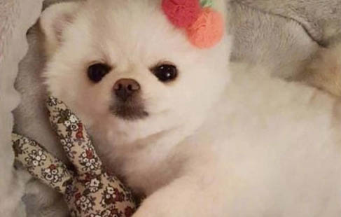 狗狗可以吃玉米吗