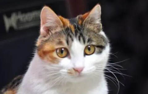 猫咪拉不出粑粑怎么办