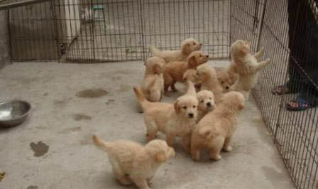 金毛是拉布拉多犬种吗