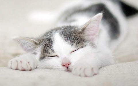 刚买的猫咪就有猫癣