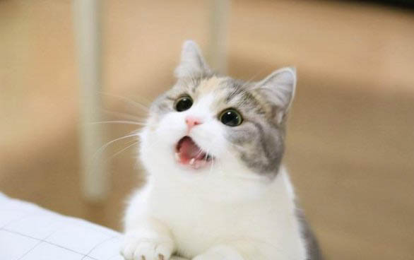 猫咪6个月正常体重
