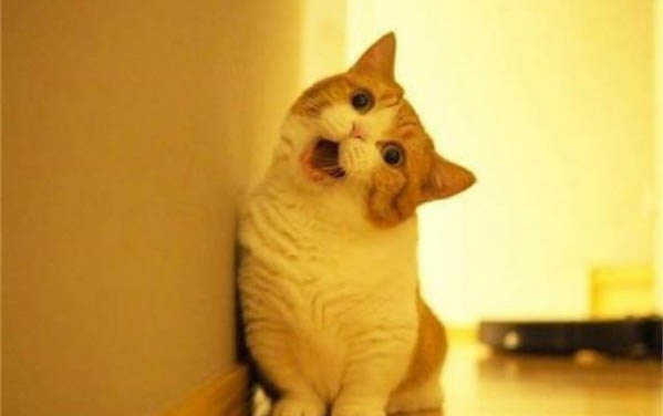 小猫出生多久眼睛变色?