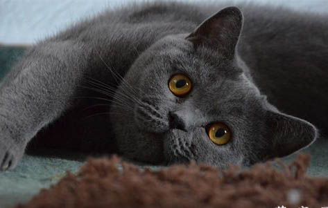英短和布偶猫哪个好养
