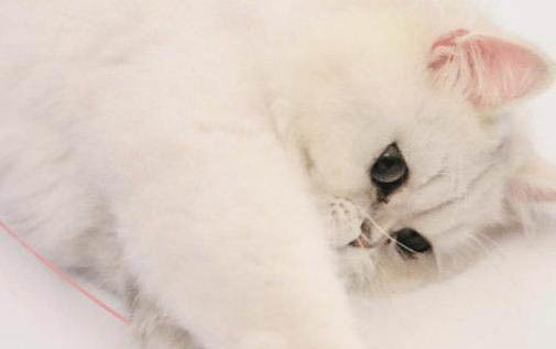 猫咪为什么突然尿血了怎么回事
