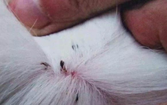 猫咪毛发根部有黑色颗粒的原因