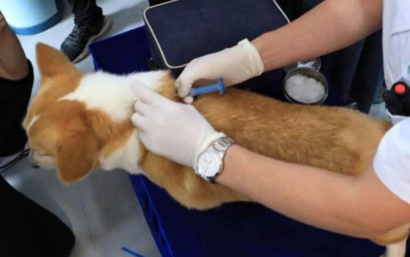 狗腹部积水能自愈吗