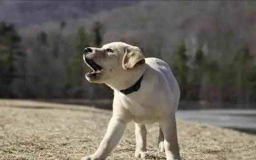 给幼犬驱虫的注意事项