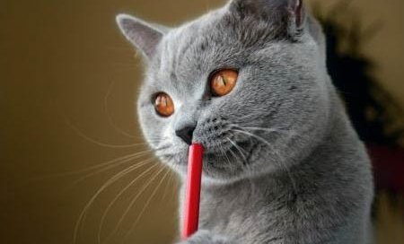 猫咪怎么吃鸡蛋