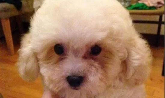 狗狗拉稀带血丝呕吐