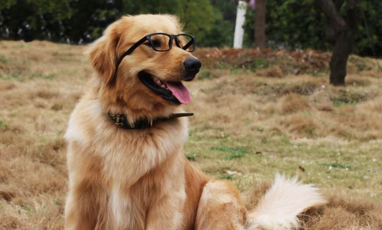狗狗耳螨需要每天用药吗
