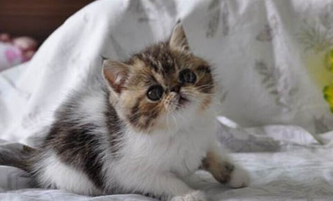 猫咪鼻子有黑色分泌物正常吗?