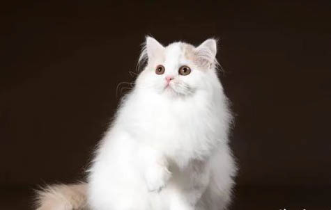高地猫好养吗?为什么不能养呢?