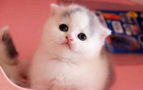 猫咪鼻孔里有黑色鼻屎