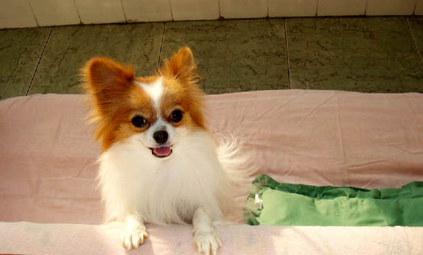 蝴蝶犬智商高吗?