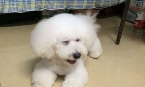 狗狗早产一只后不生了