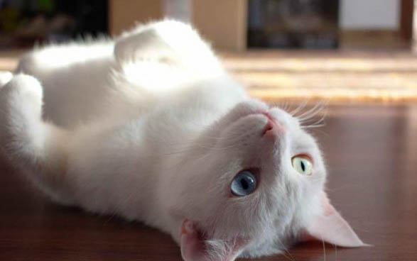 猫可以吃维生素c吗
