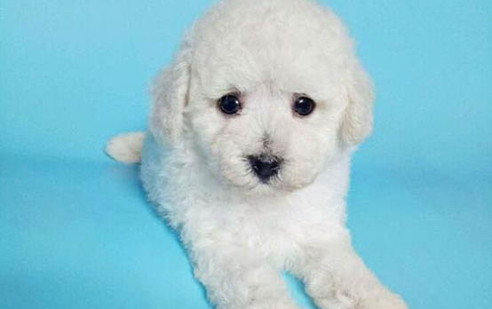 佛兰德牧牛犬1天要吃几顿