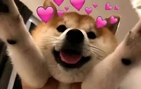 如何教狗狗大小便