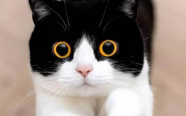金吉拉猫掉毛怎么办