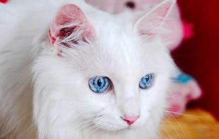 如何判断猫的年龄大小