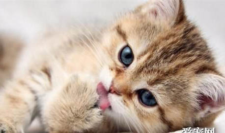 猫咪营养膏一次吃多少克
