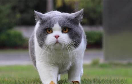 猫咪绝育后为什么还能生啊