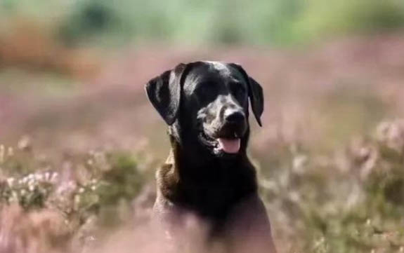 老狗临死前的征兆?